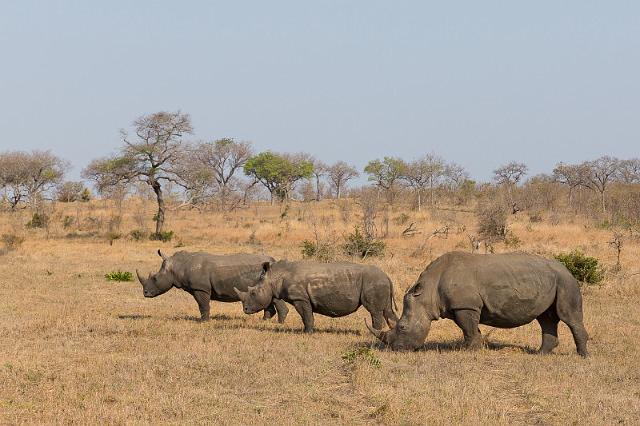 106 Zuid-Afrika, Sabi Sand Game Reserve.jpg